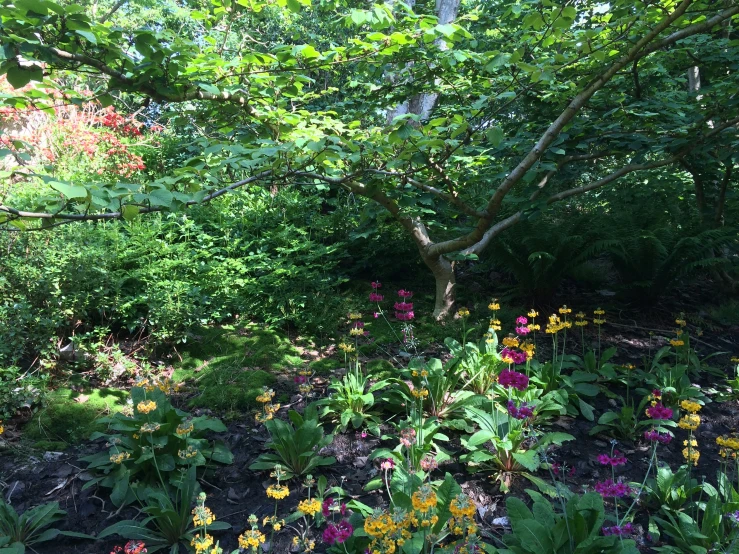 a group of colorful wildflowers growing in an area surrounded by trees