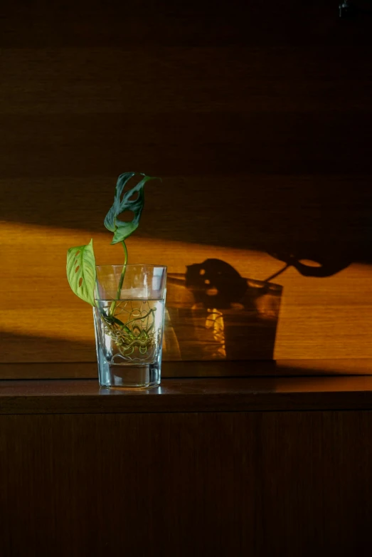 the shadow of a clock on a wall and a s glass with water and a leaf