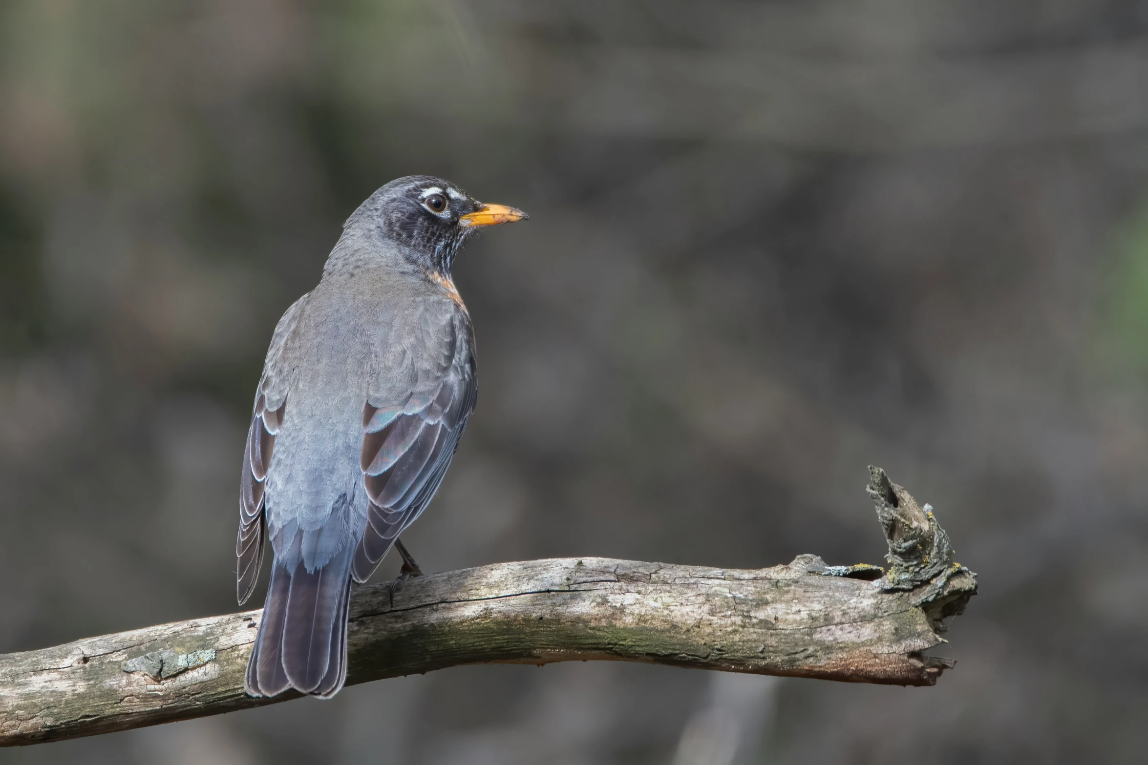 the small bird is perched on a nch