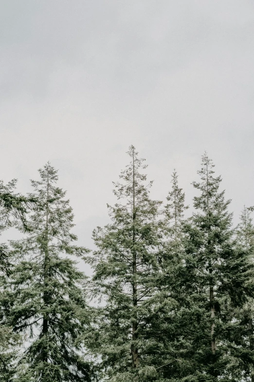 a airplane flying over a forest full of trees