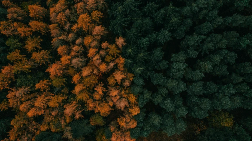 two trees are covered in orange and brown leaves