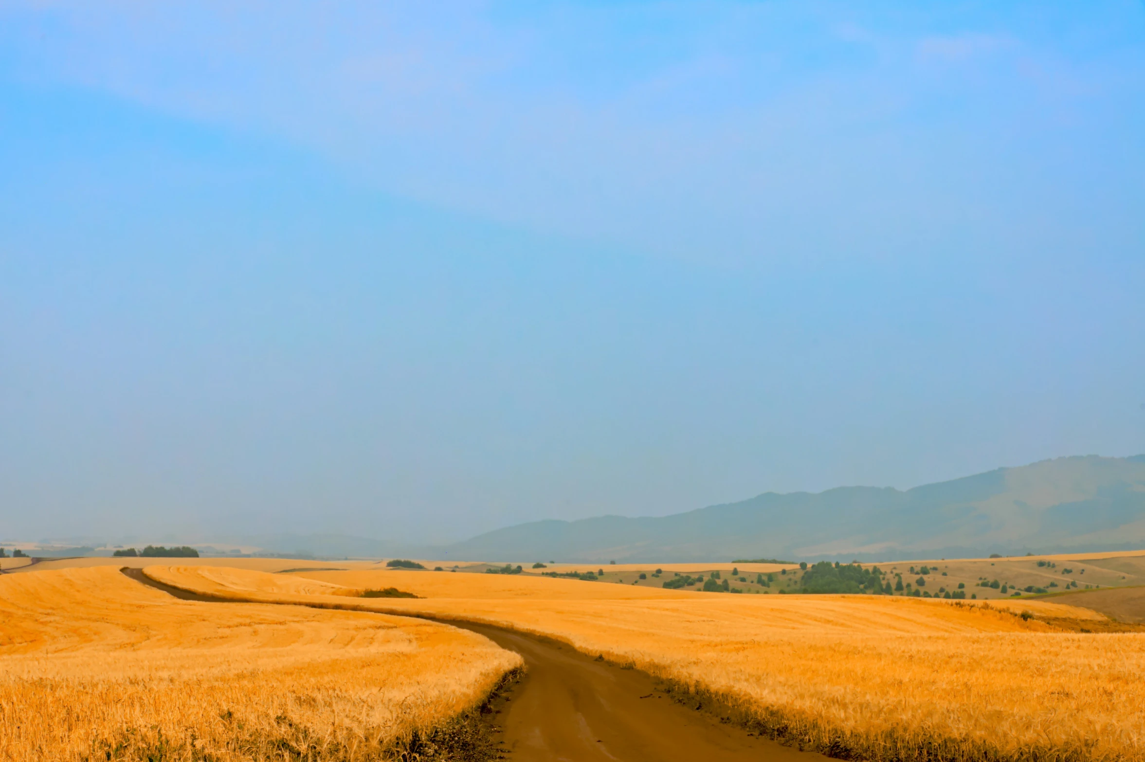 there is a lone horse standing in a field