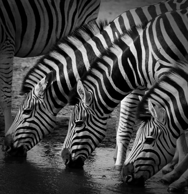 a group of zes drinking from a watering hole