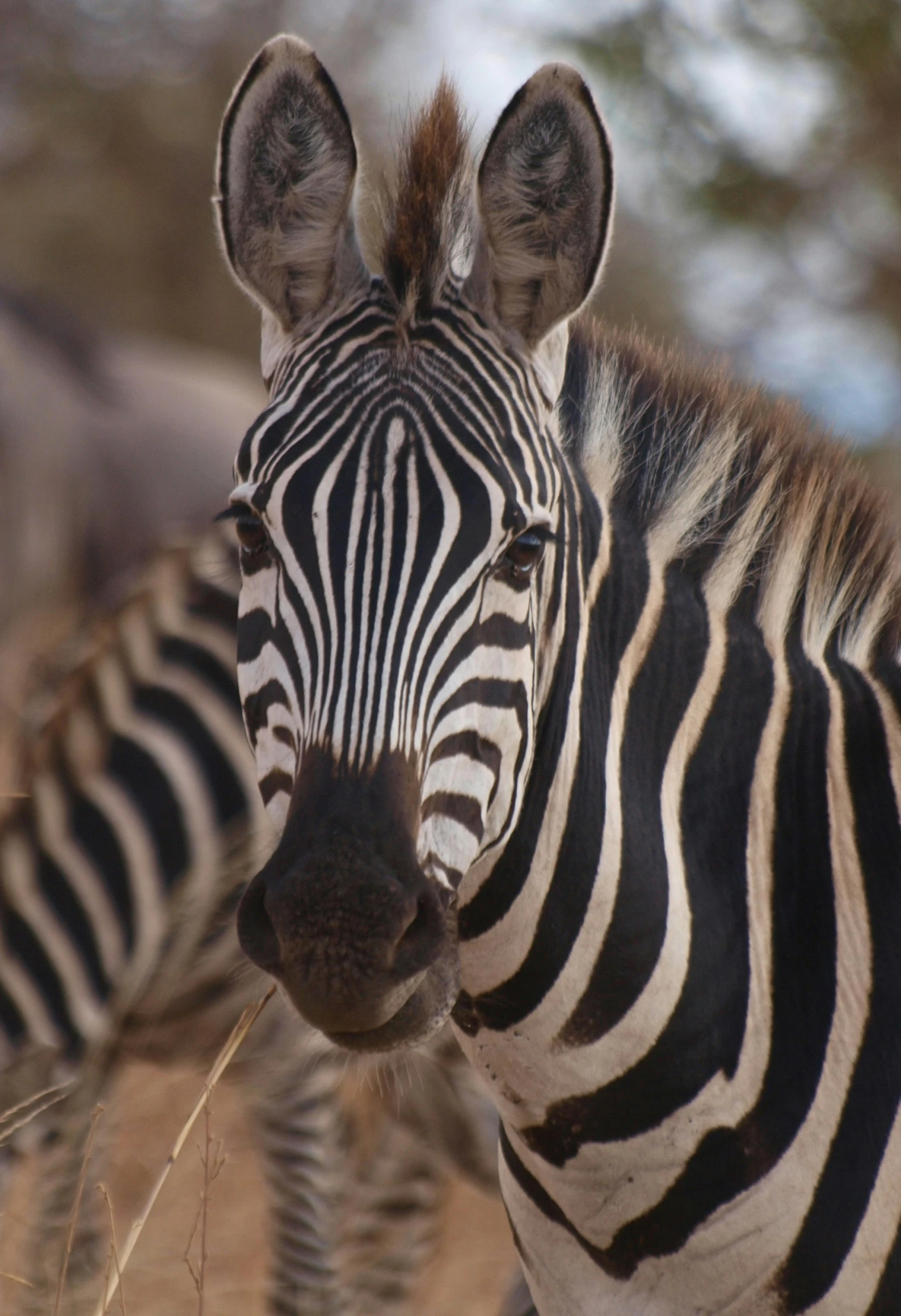 the close up view of the head and neck of a ze