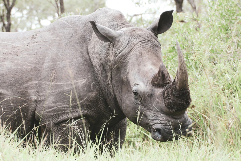 rhino standing on a grassy field grazing on plants