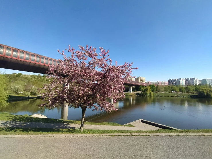 a tree that is by some water under a bridge