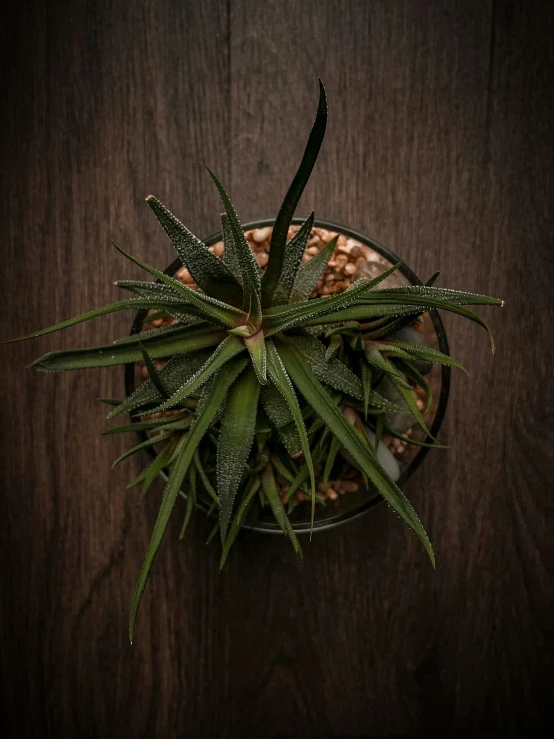 a small plant that is on top of a wooden table