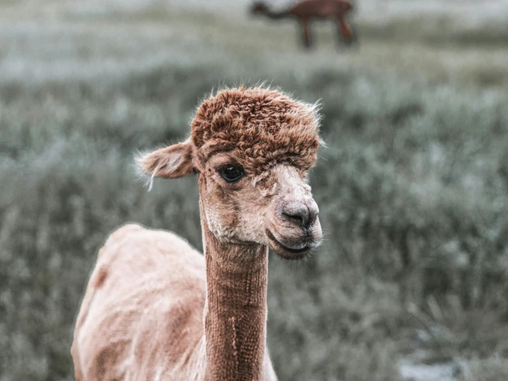 a llama looks towards the camera as another animal runs in the background