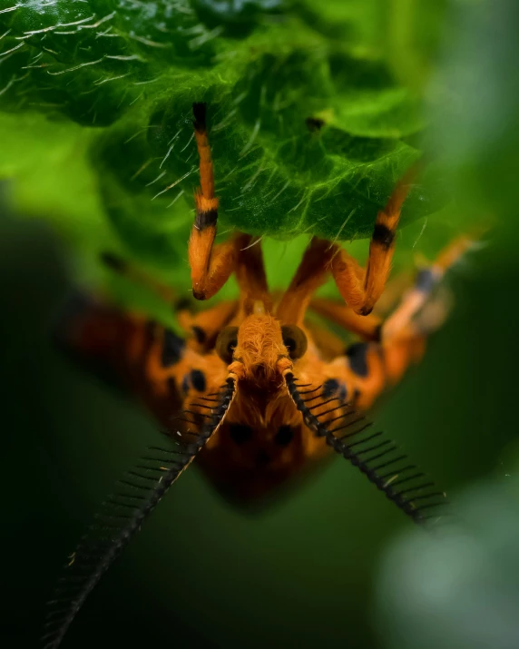 an orange bug crawling on top of a leaf