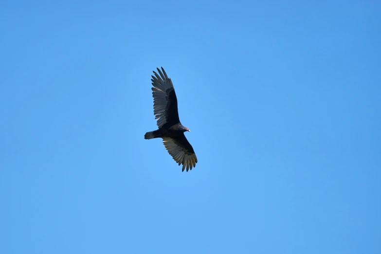 a bird flying through the air with its wings spread