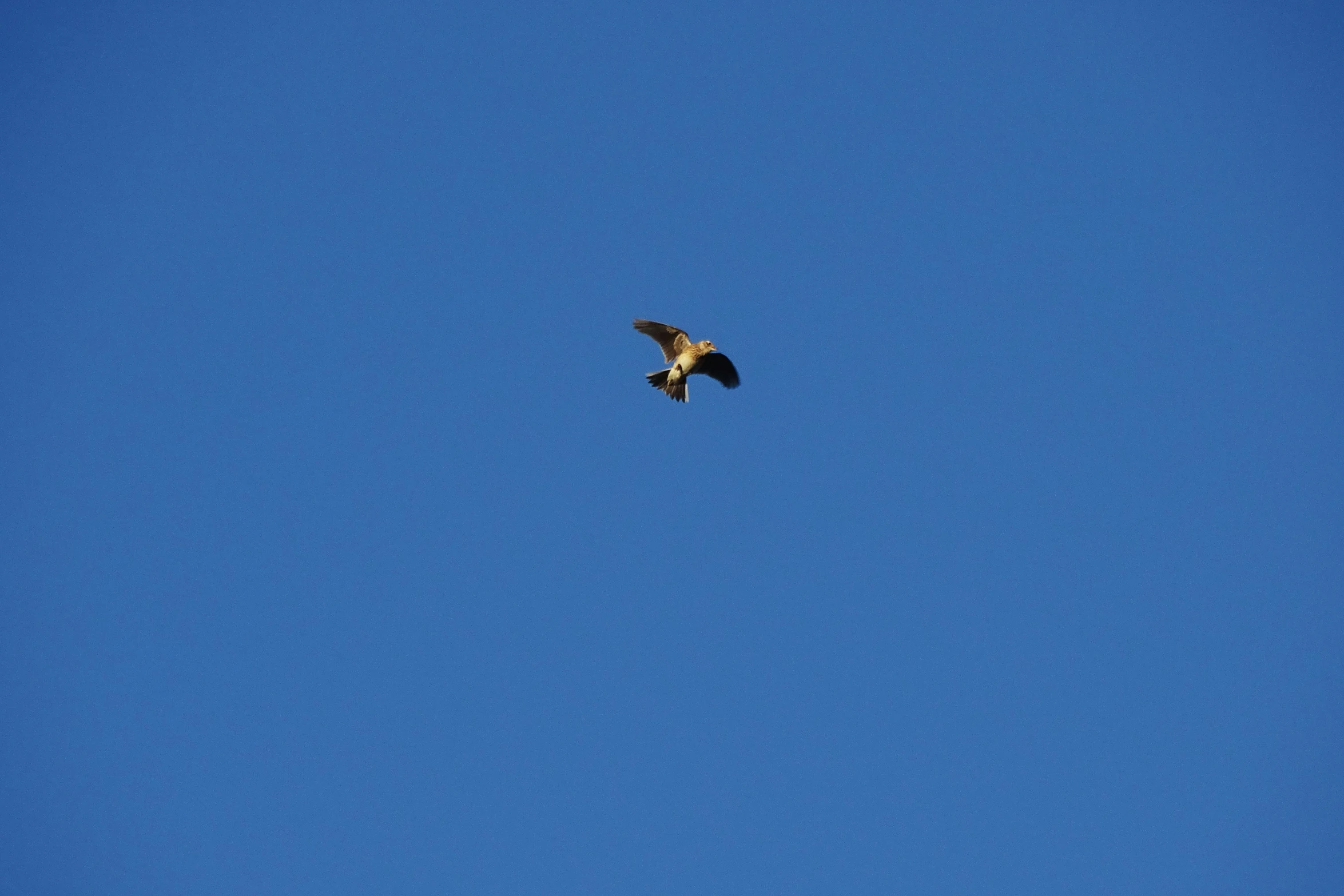 a bird flying in a blue sky above