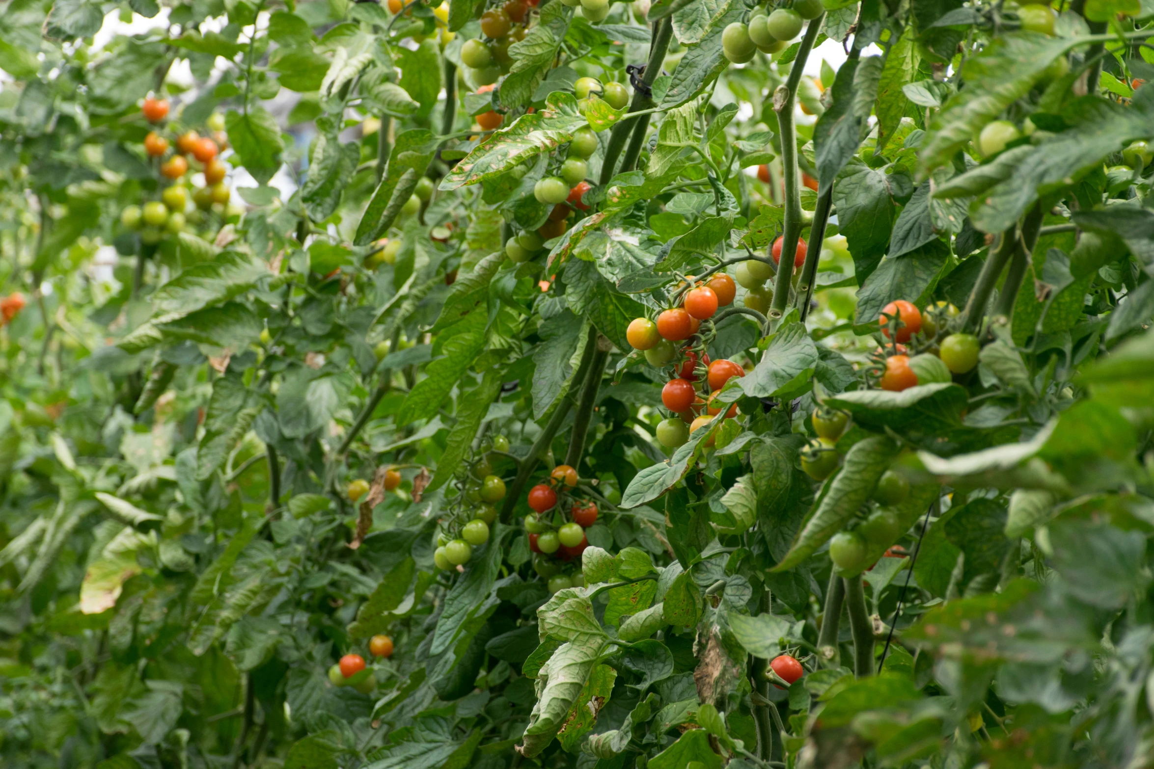 several tomatoes and green leaves on a plant