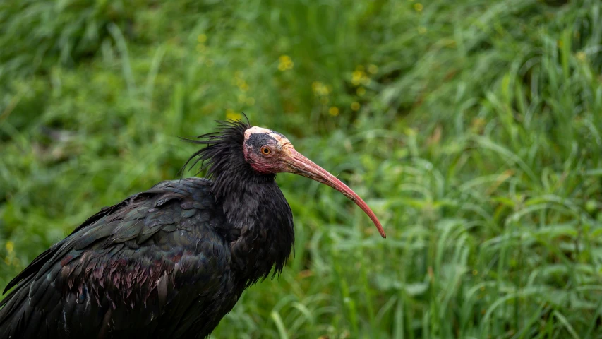 a large black bird with very long feathers