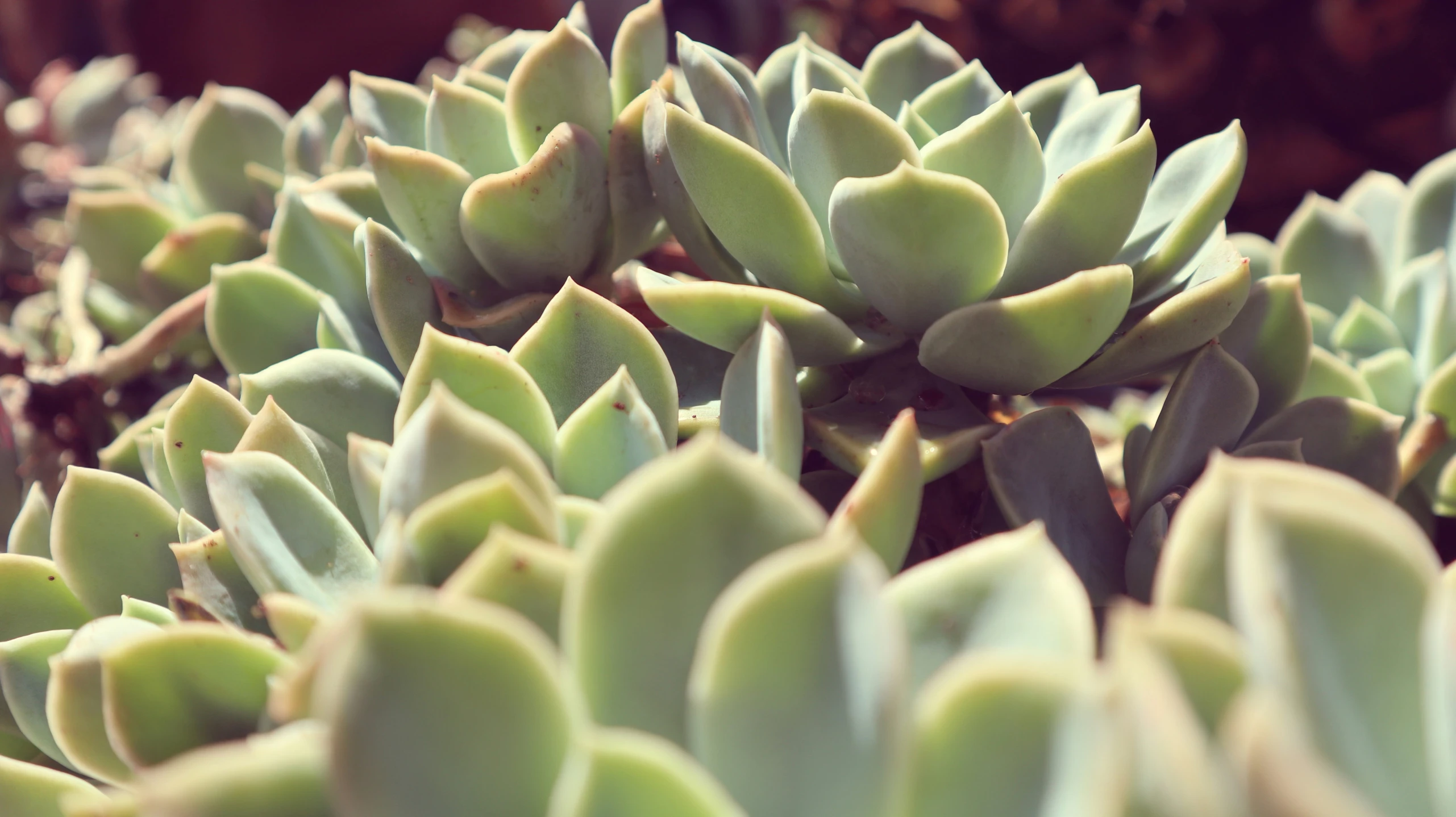 large green flowers are in the plant life