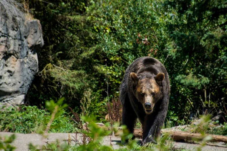 a brown bear is walking along the path