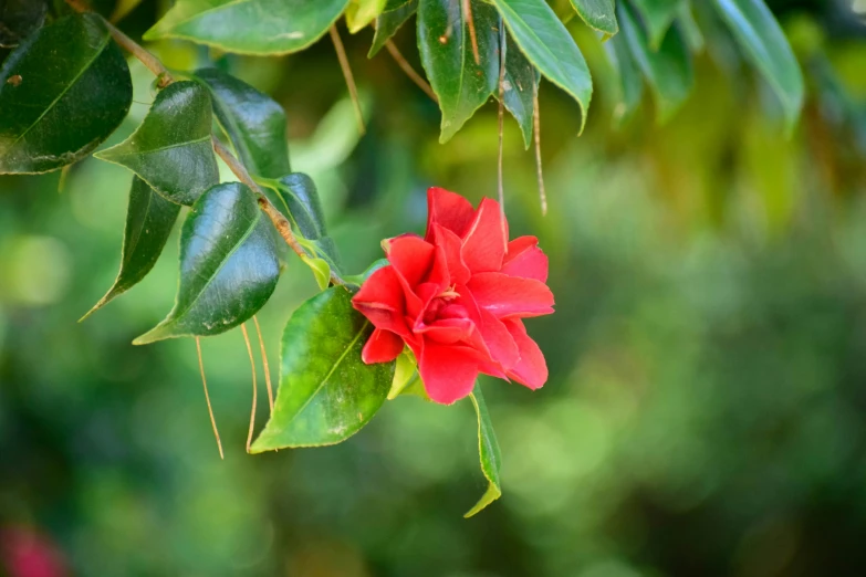 a red flower blooming on a tree nch