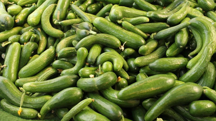 the green cucumbers are ready for consumption