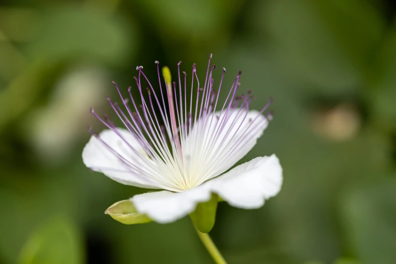 a small white flower surrounded by green leaves