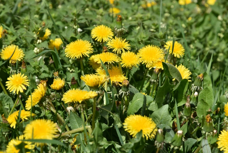 yellow dandelions grow on the green grass