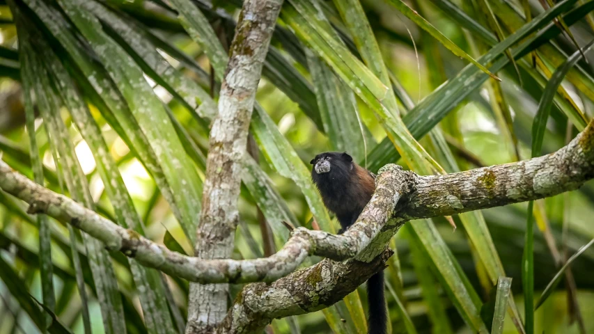 a bird perched in the tree nches with green leaves