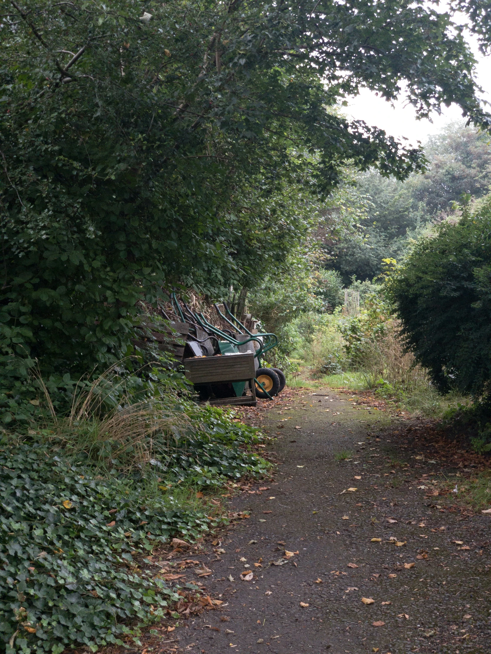 a narrow dirt road with green bushes lining the sides