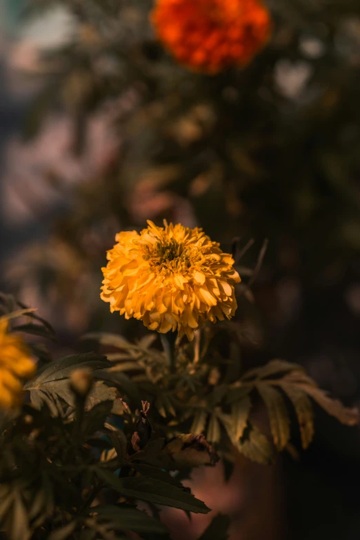 several yellow and orange flowers sitting on a tree