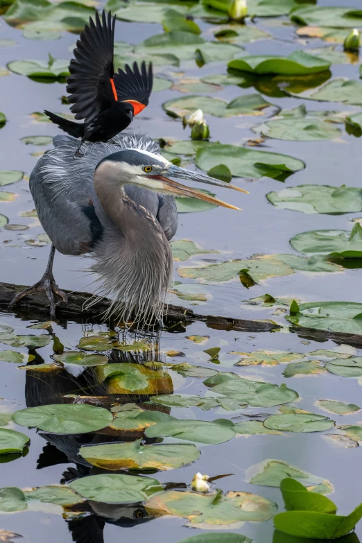 a bird with an orange head and a white belly sits on a log in lily pad water