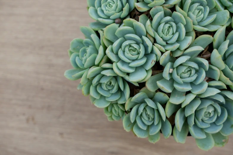 a group of large green succulents on a wood floor