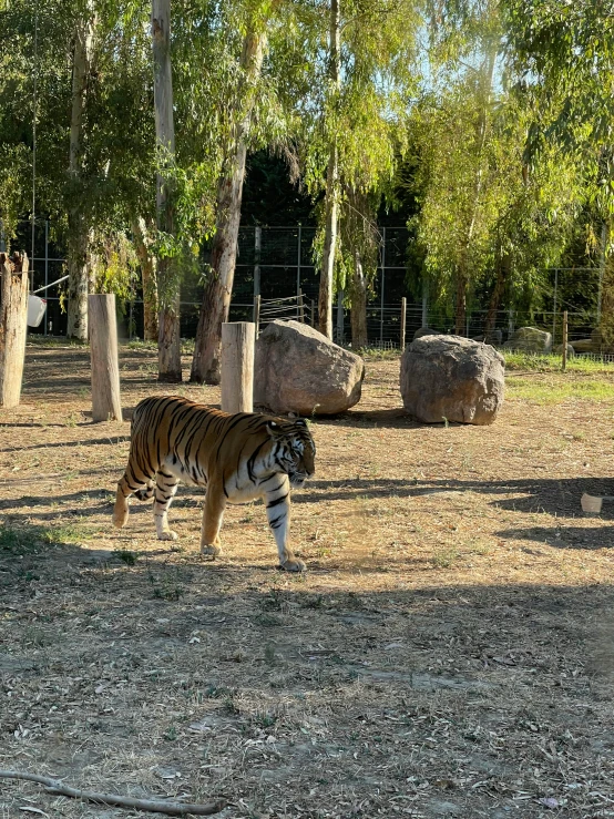 an adult tiger walks in its habitat in an enclosure