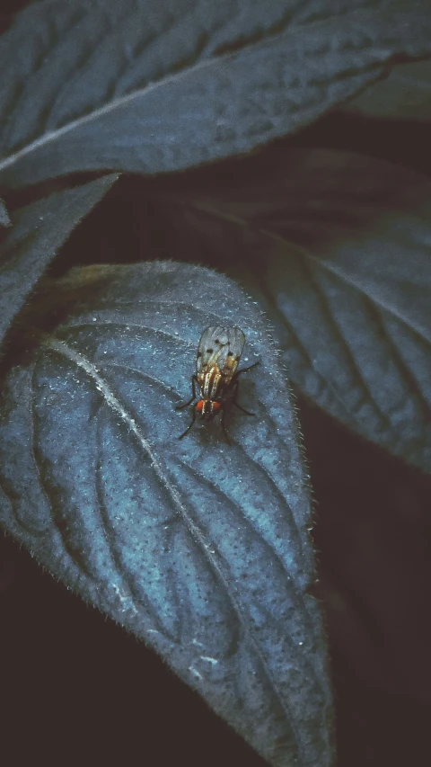 two flies are sitting on a leaf during the day