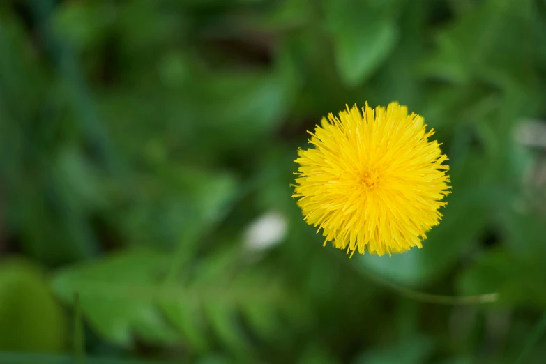 a single yellow flower in the middle of some green plants