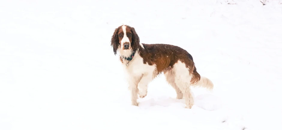 a brown and white dog standing in the snow