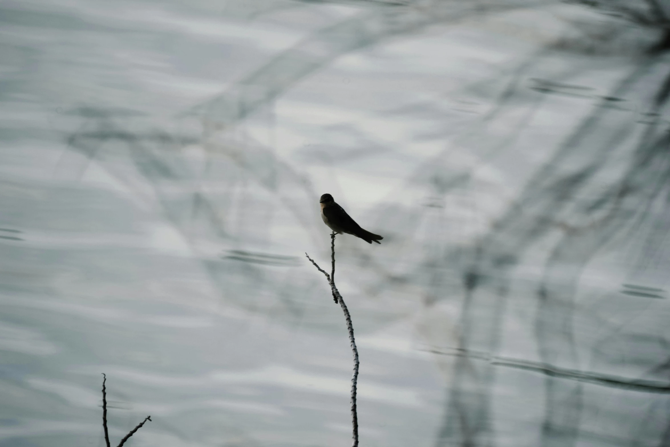 a small bird sits on a nch overlooking water