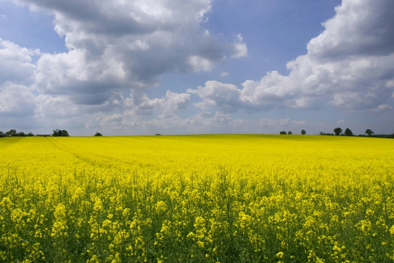 a large field filled with flowers under a cloudy sky