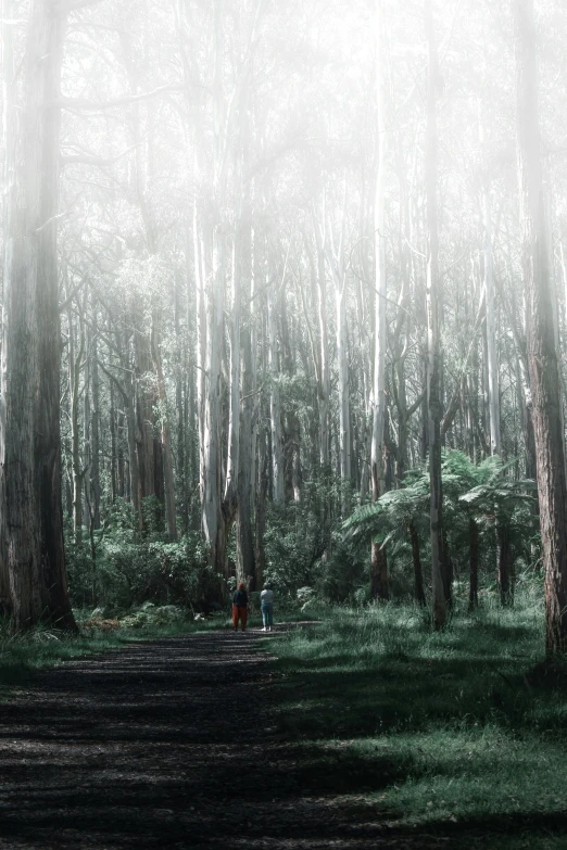 two people walking through a forest path in the woods