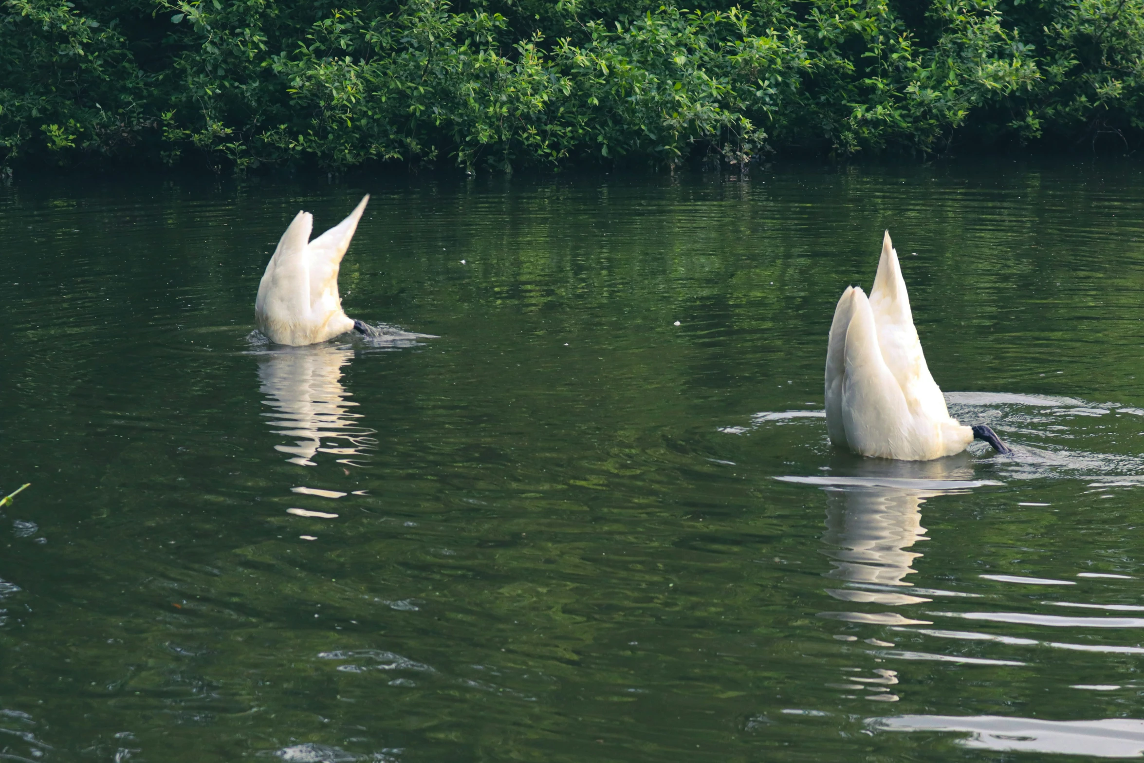 a pair of white swans in a lake by the forest