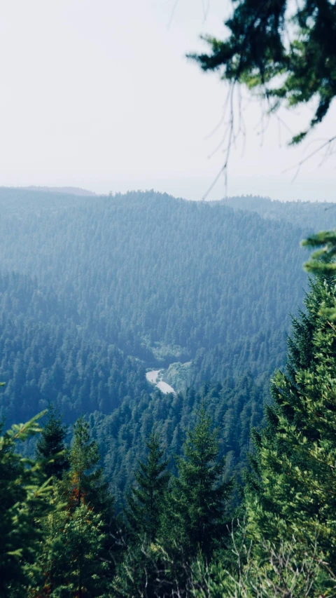 trees overlooks a valley in a hilly area