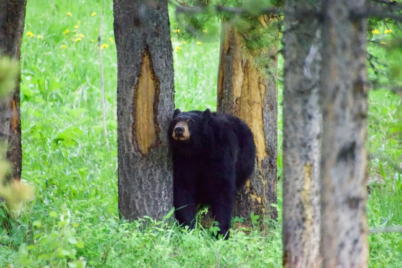 a black bear hiding behind some trees in the woods