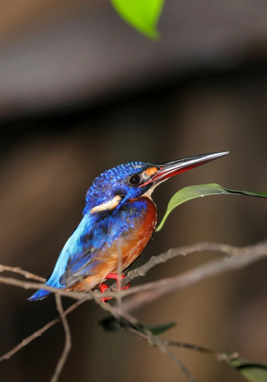 a blue and orange bird sitting on top of a tree nch