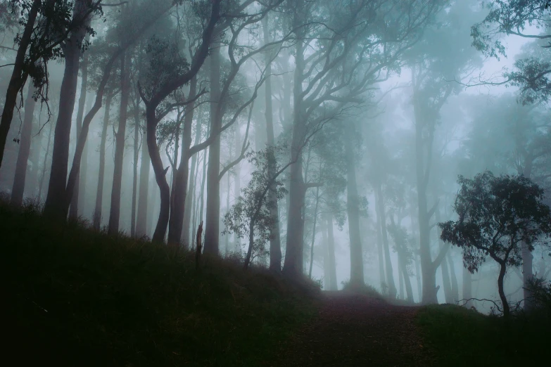 the forest is dark and foggy with trees growing up the hill