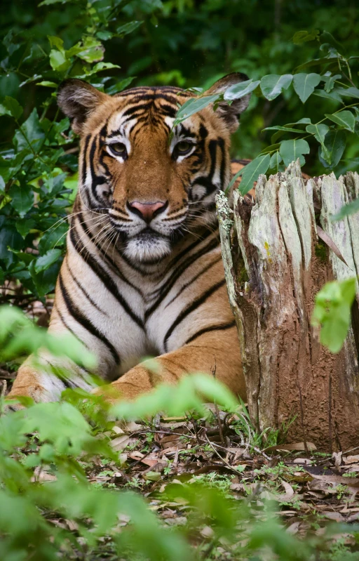 a large tiger laying down next to a tree