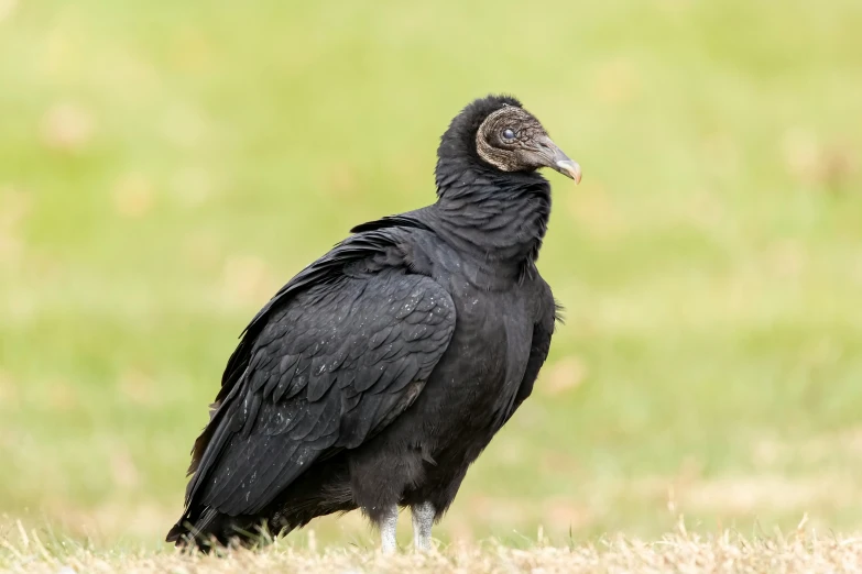 a black bird standing on top of a green field