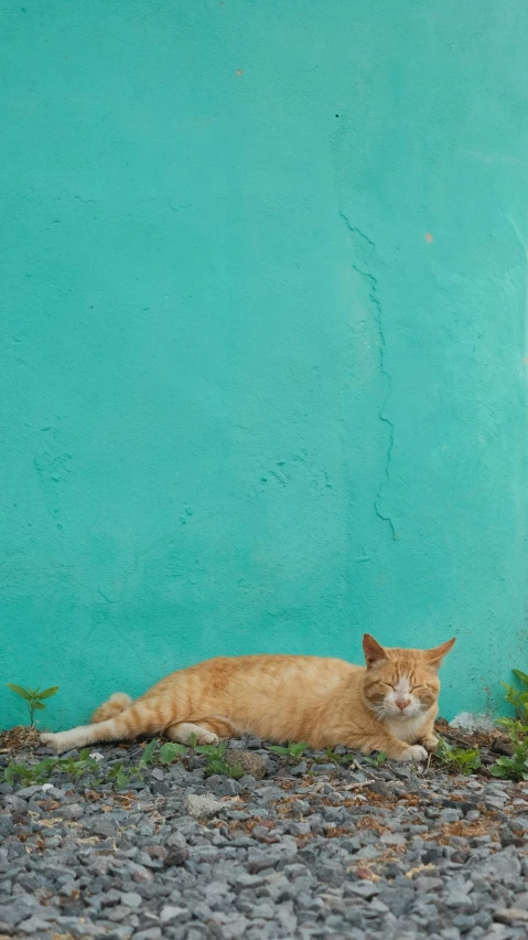 an orange cat is resting near a turquoise wall