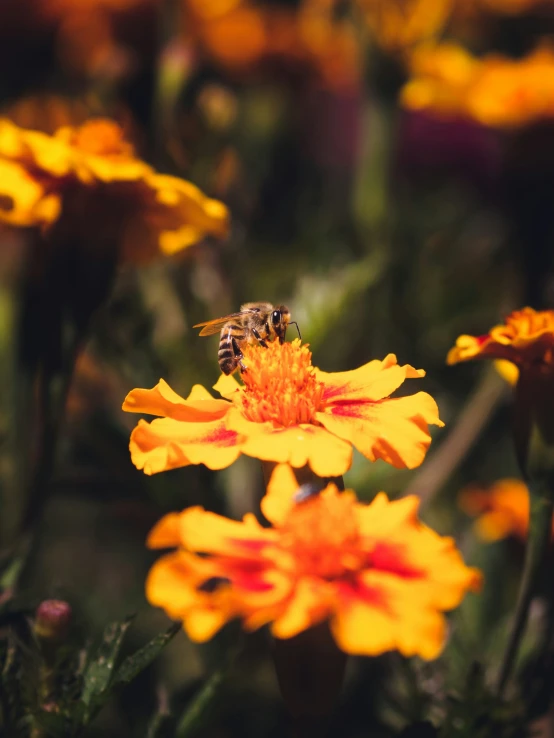 a bee sits on the center of a flower