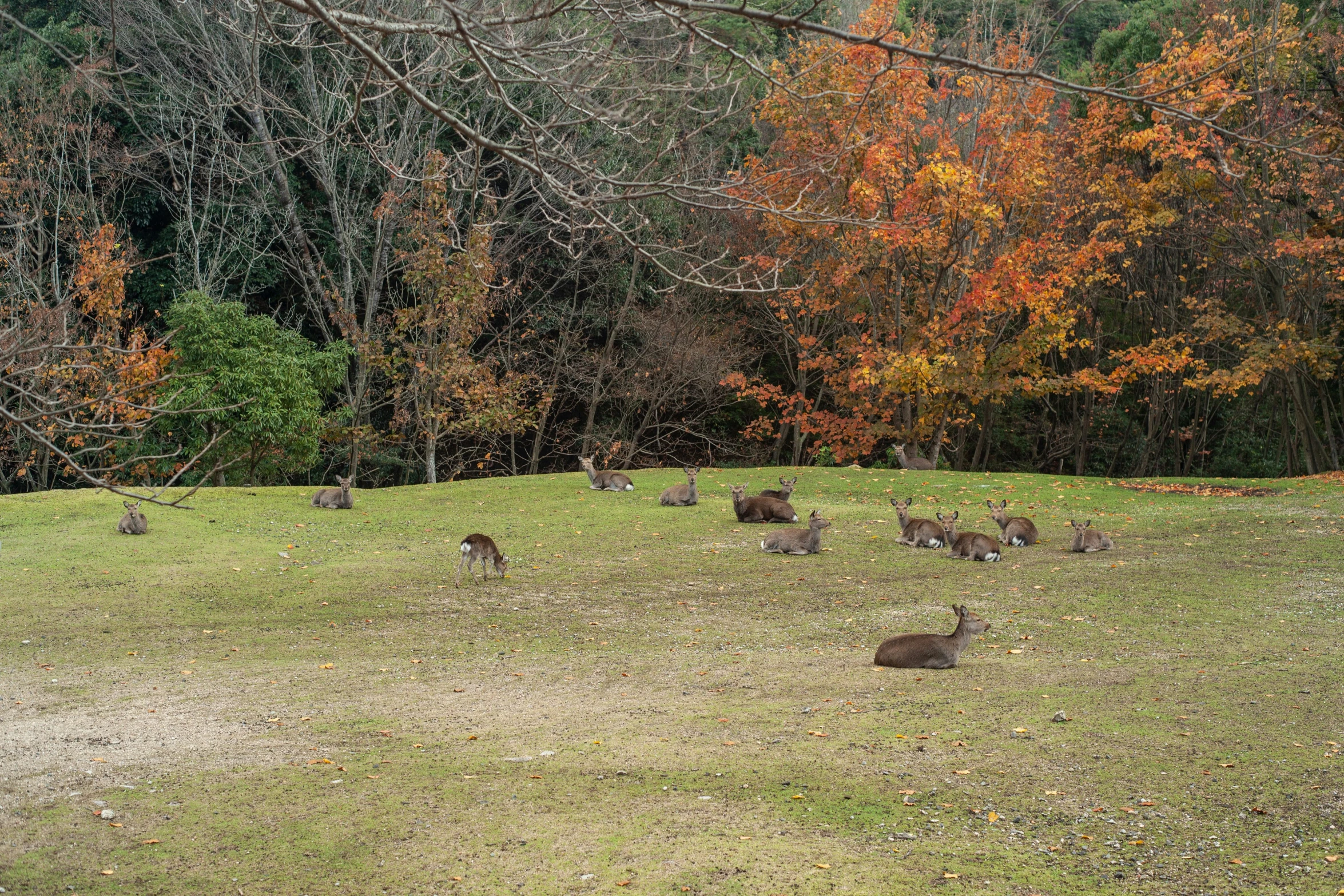 some animals are sitting in the grass