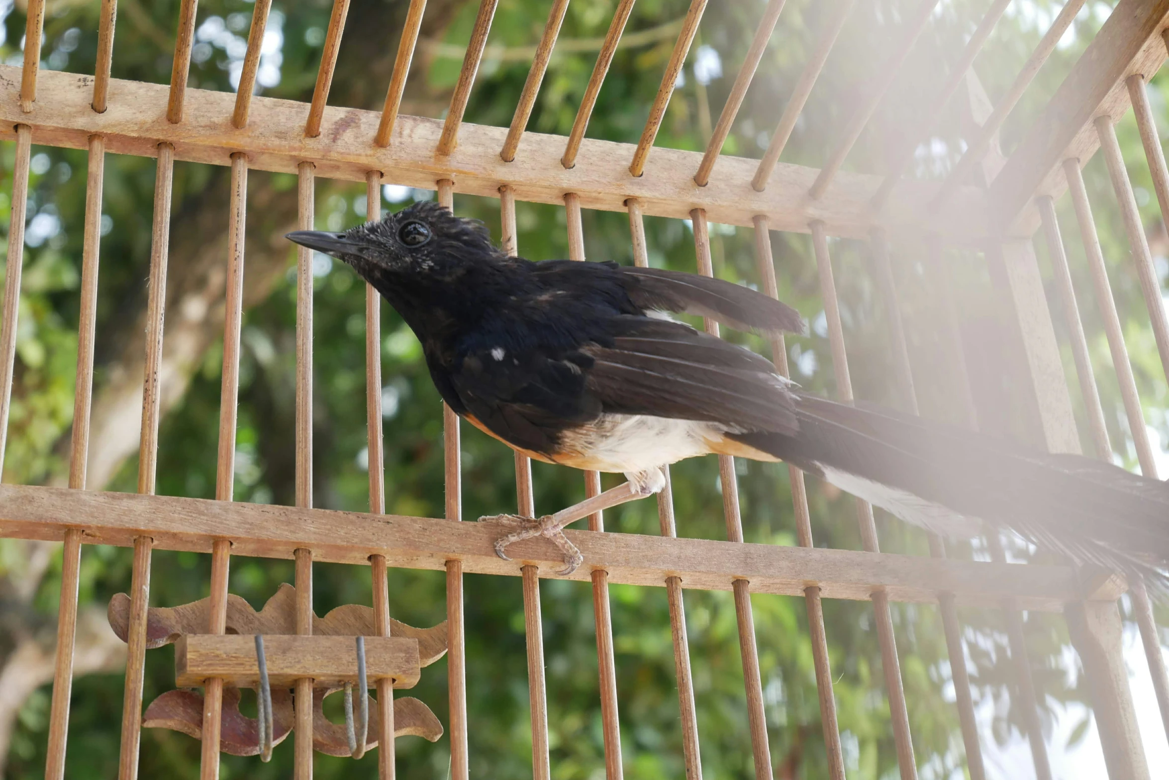 a black bird in a caged area looking up at the trees