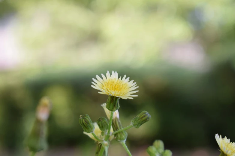 the large white flower with a yellow center is next to many other flowers