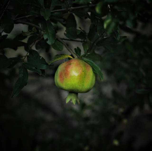 a tree filled with lots of fruit in the dark