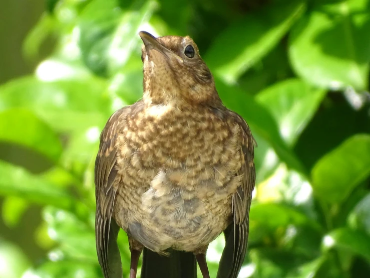 a bird perched on a post with it's beak up