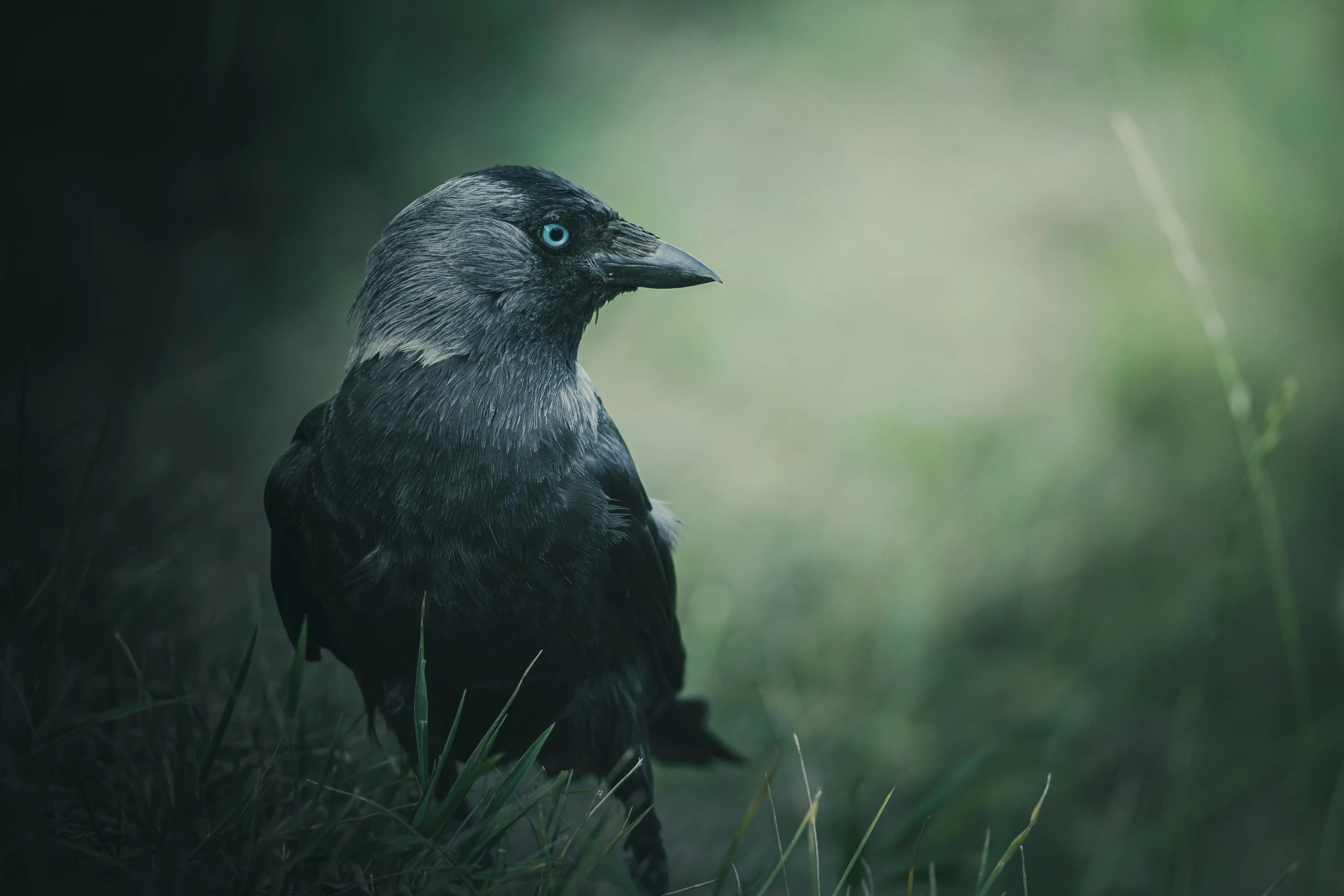 a black bird with very long legs stands in the grass